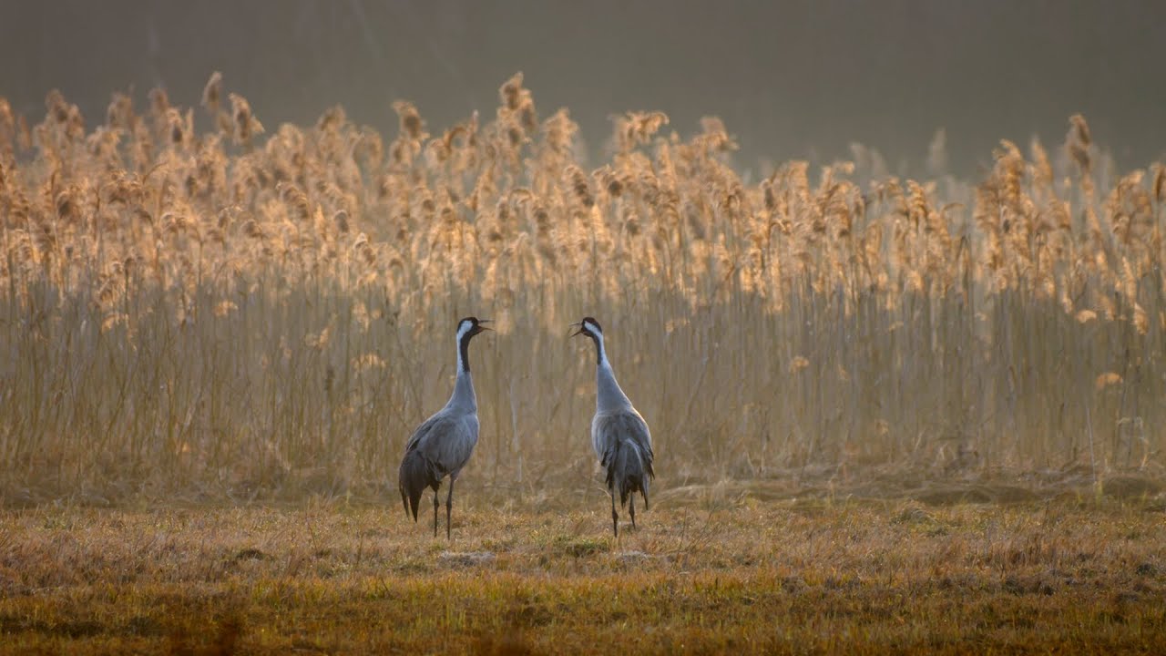 Bird sounds – Common crane (Grus grus)