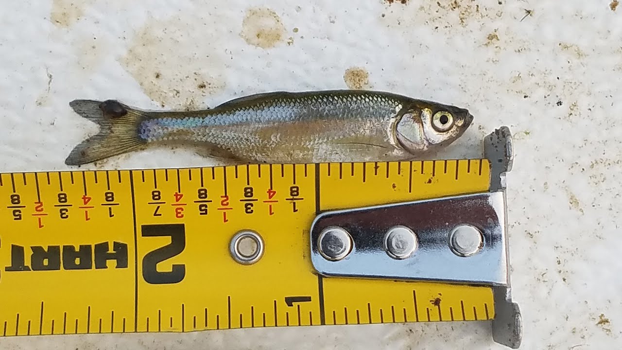 Sustainable Fisheries & Aquaculture: Increasing Golden Shiner Bait Production in Minnesota