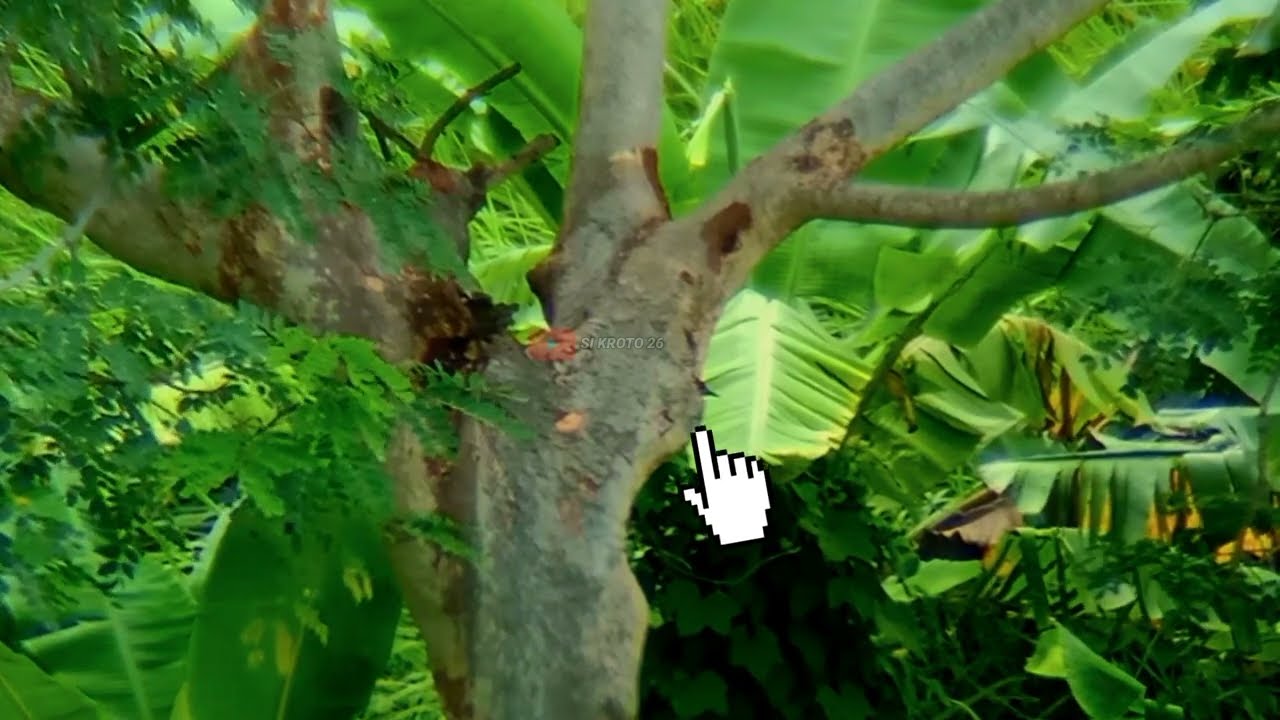 INTAI BURUNG DI DALAM LOBANG#pelatukbawang
