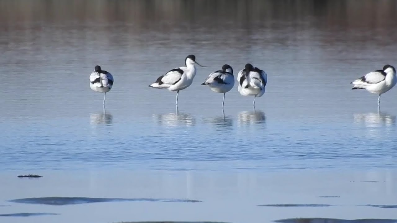 Les superbes avocettes de l'étang du Grec janvier 2026. The avocets of the Greek pond, January 2026.