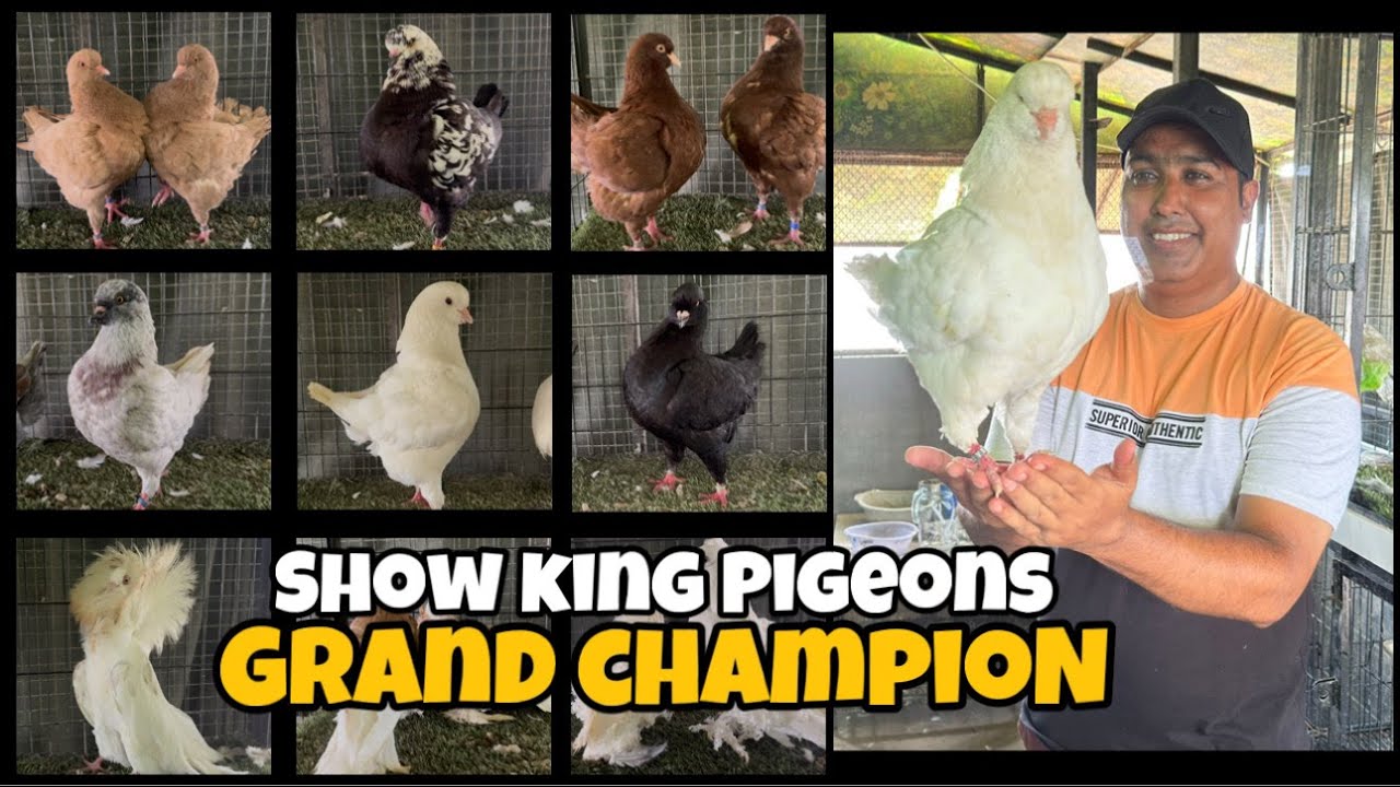 Show King Pigeons | Frillback Pigeons | US Modena Pigeons | Pakistan Ostrich Farm Brand