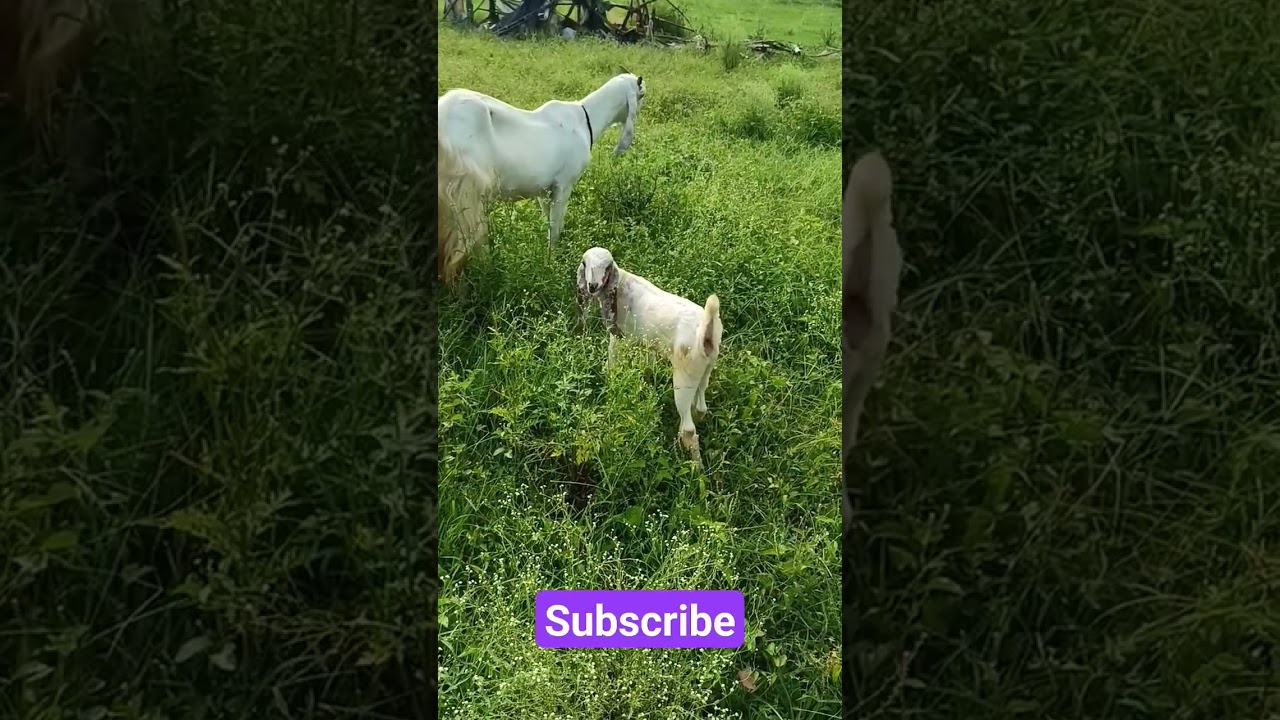 jamunapari goats
