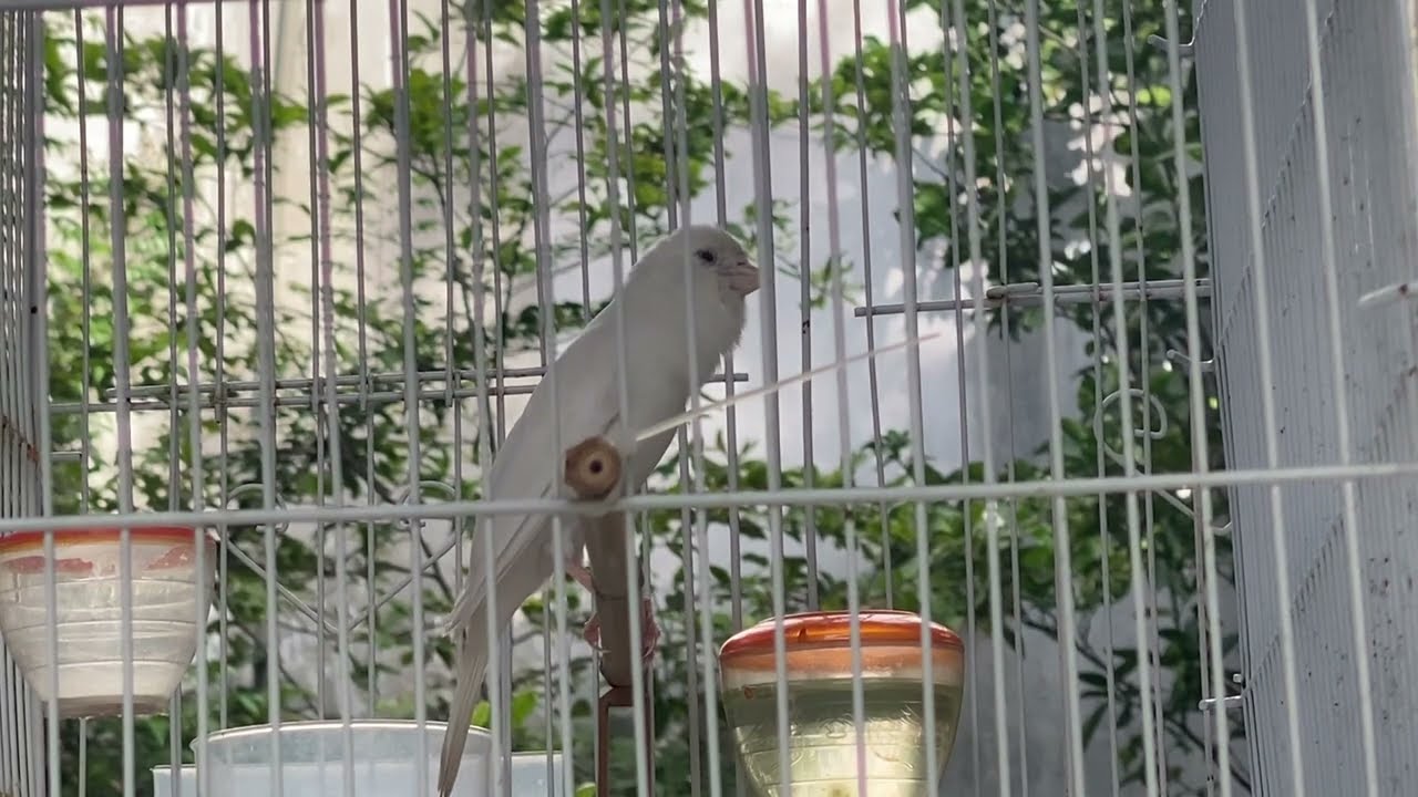 🐦 Chim Bạch Yến Hót Hay Mà… Rít Điều Cày Còn Đỉnh Hơn! 😂 #yenhot