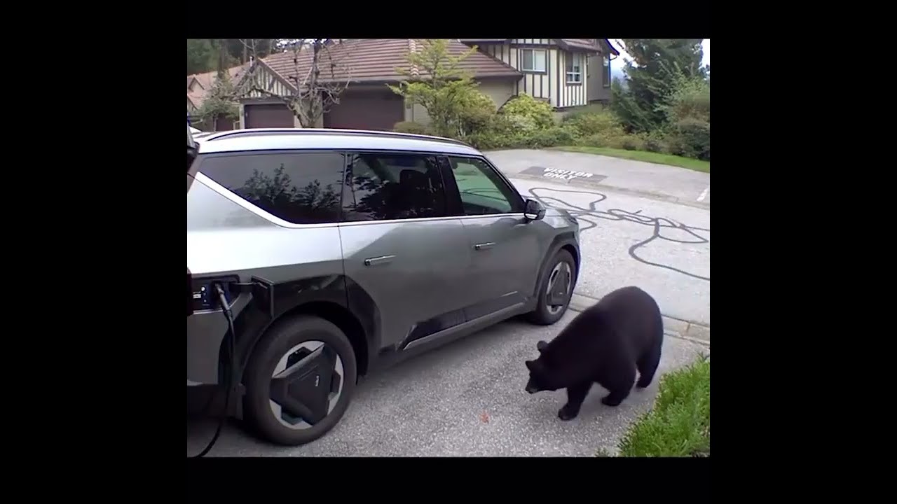Black Bear Attacks Man While Charging His Electric Car in Garage