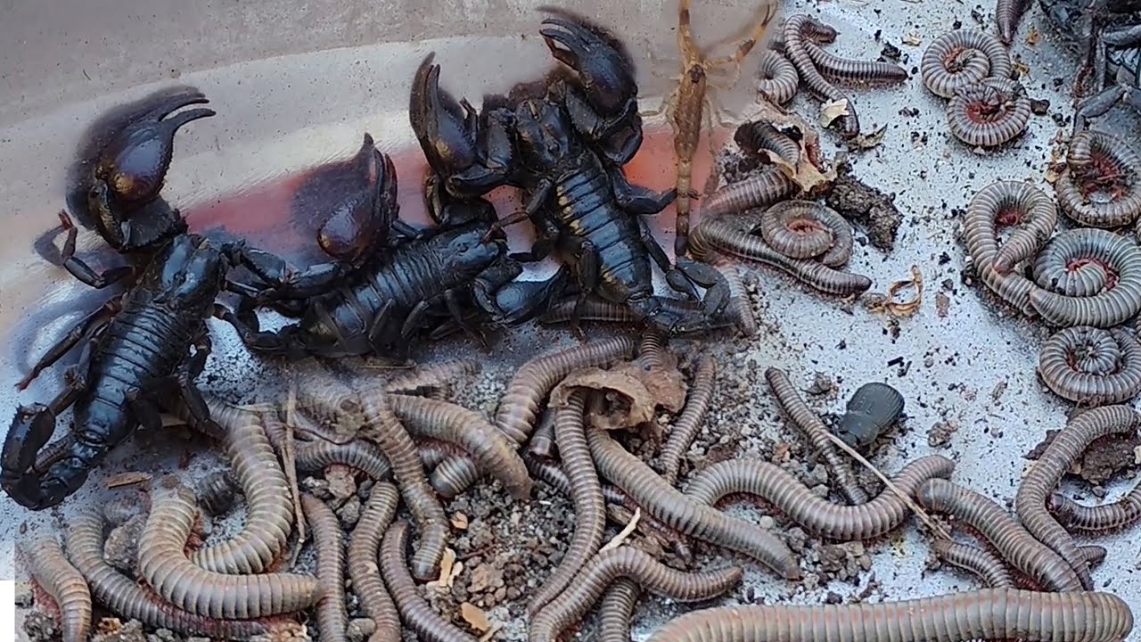Catch Dangerous Scorpions, Giant Millipedes, and Rare Many Legged Animals