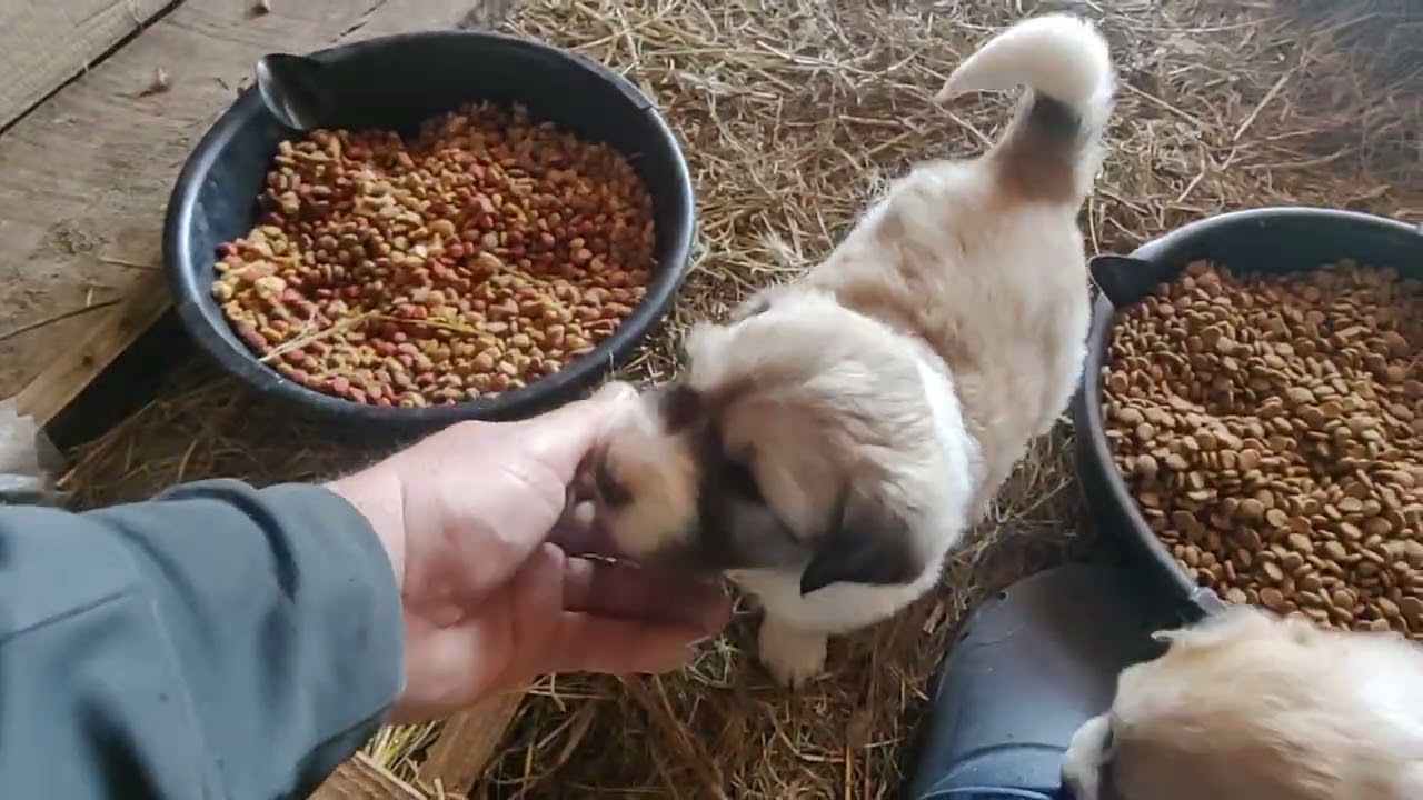 Puppies puppies and more puppies