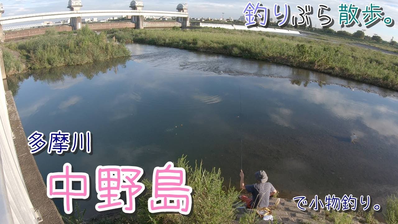 【小物釣り】堰下の激熱スポット！多摩川 中野島 二ヶ領上河原堰堤下で小物釣り。【淡水】