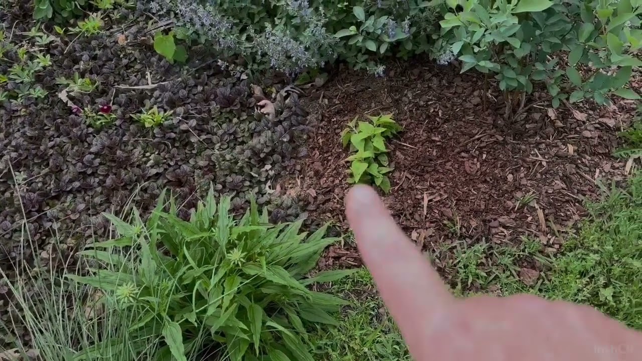 Planting Begonia Vine and Free Salvia Plants @SplendidGarden7b