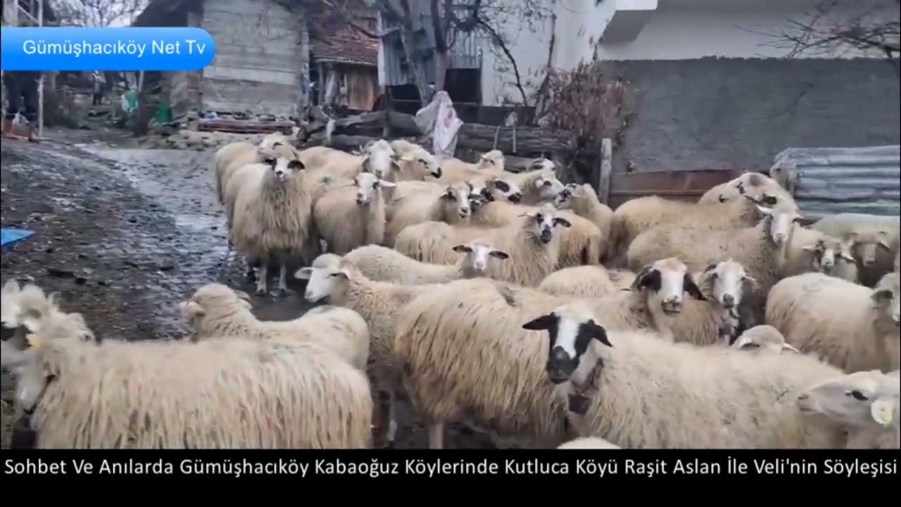 KABAOĞUZ KÖYLERİNDEN KUTLUCA KÖYÜNDE RAŞİT ASLAN