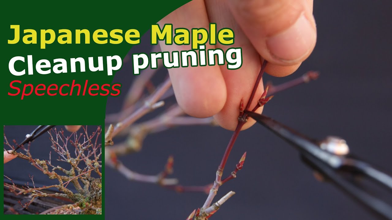 Trimming Japanese Maple Bonsai | Renovation part 2
