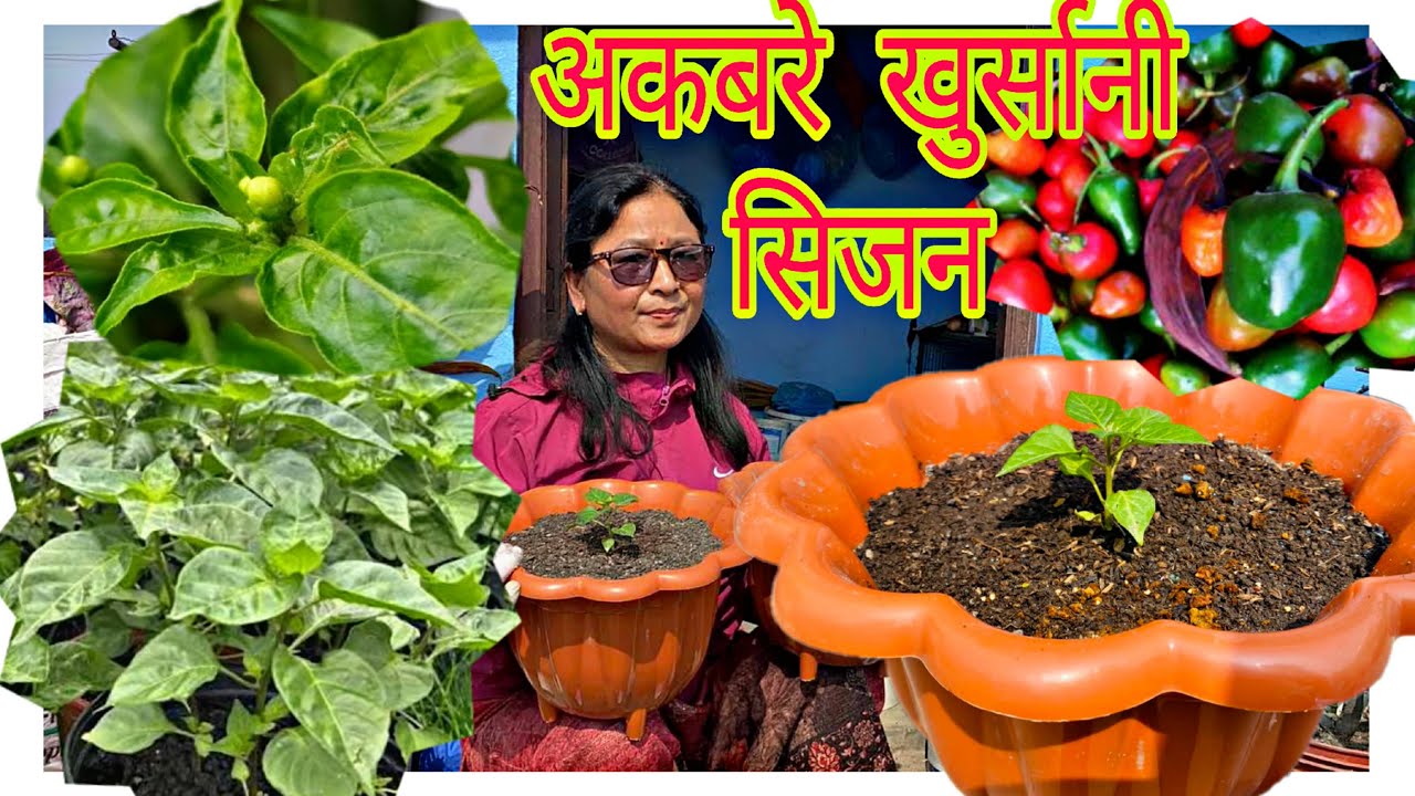 अकबरे खुर्सानी रोप्ने सही समय(Dalle khursani planting right time)