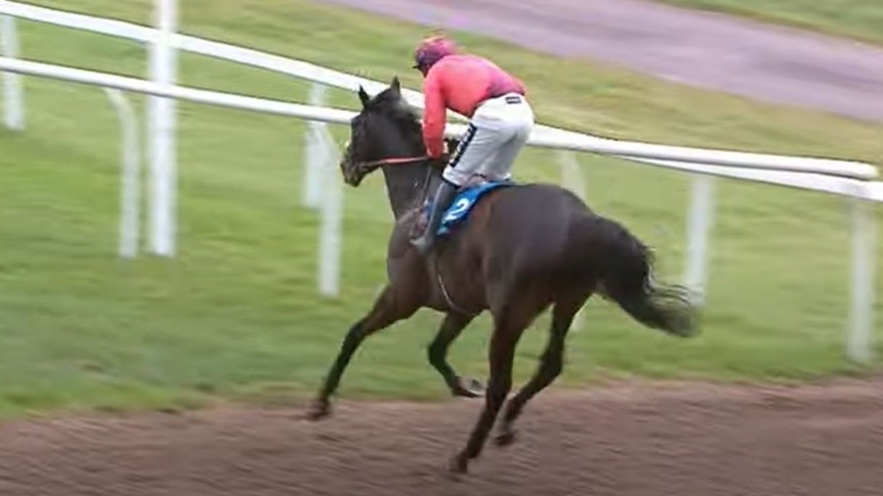 👀 Gidleigh Park - exciting novice and one to watch for Harry Fry | Racing TV