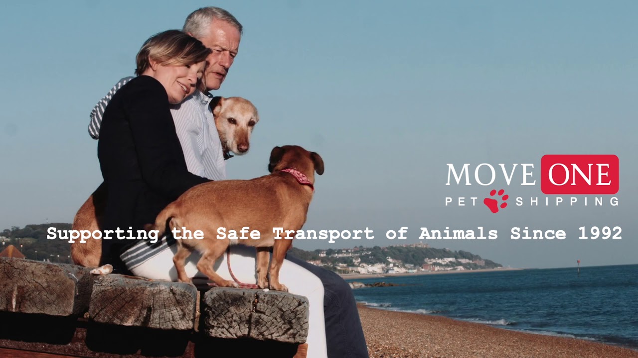 Move One Moving and Pet Shipping