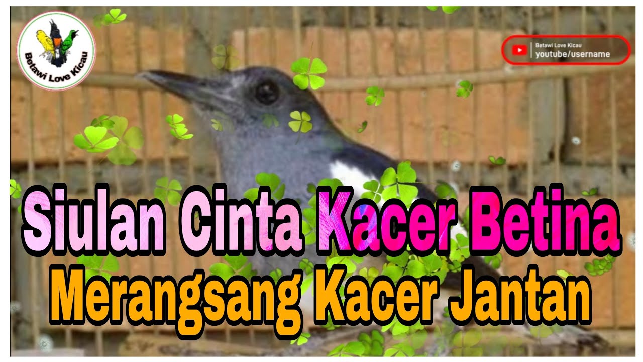 Masteran Kacer Betina membuat untuk Kacer jantan agar cepat gacorrr ‼️