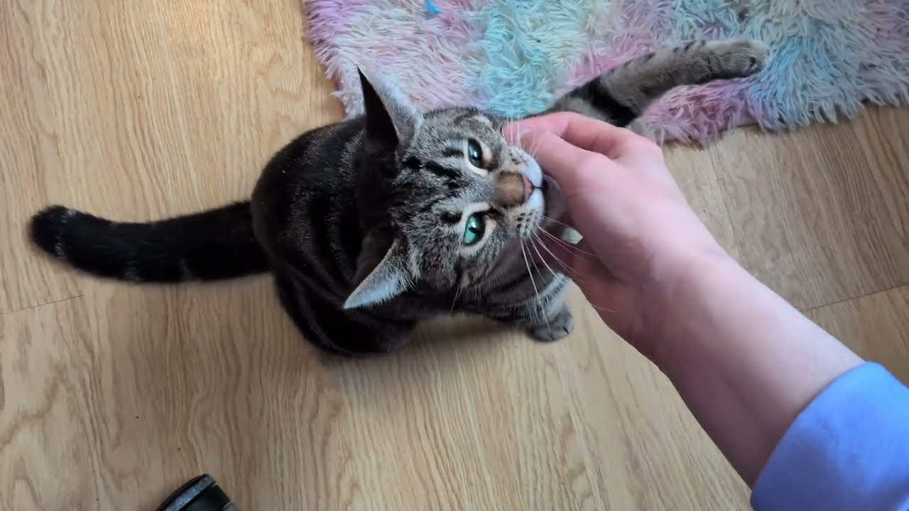 ᓚᘏᗢ Playful Kitty Really Likes Her Mouse Toy (part 3) | Cute Tabby Cat Short