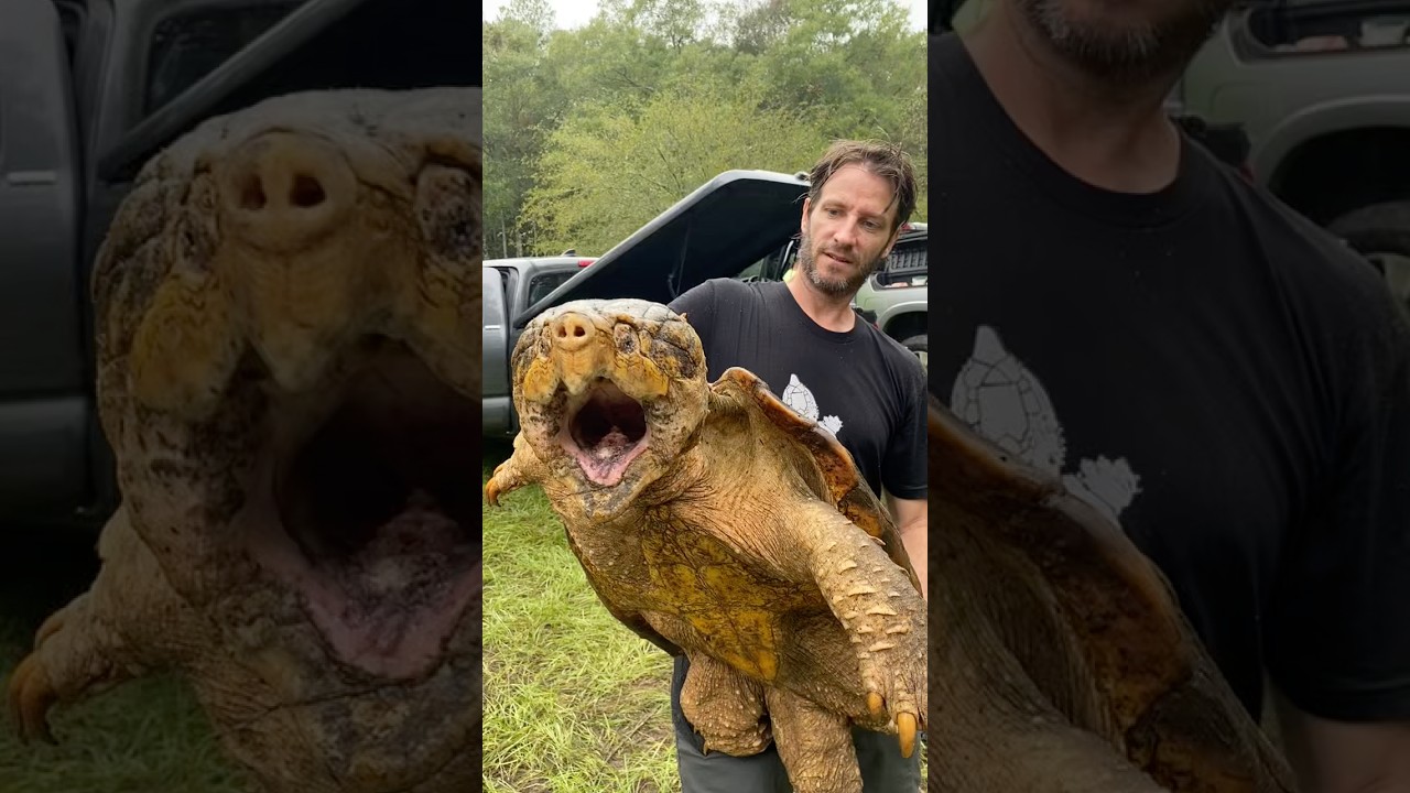 Огромная грузинская аллигаторовая черепаха! 😳🐢 #черепаха #аллигаторовыечерепахи #дикаяприрода