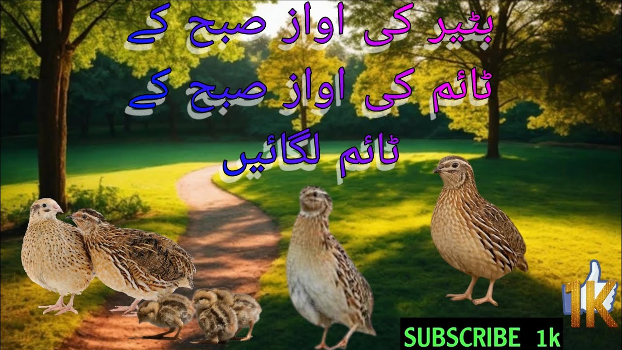 Quail ki awaz new batter ki awaz Hain ya subha ka time chala achy batter hin.. 3k subscribe 