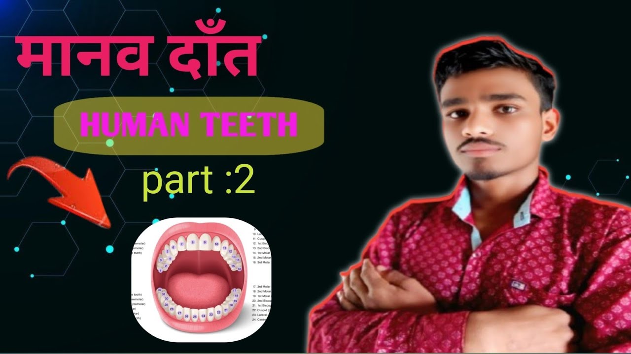 Biology Class: Types of Teeth and Their Uses | Science for Students | Science Love 