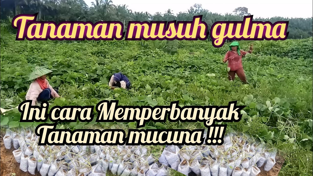 CARA MEMPERBANYAK TANAMAN MUCUNA