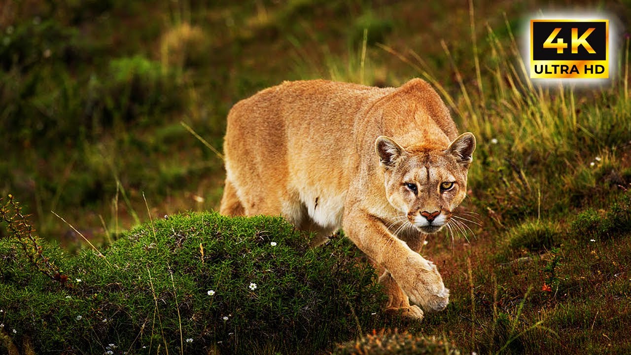 Puma Concolor &ndash; The Ghost of the Wilderness!