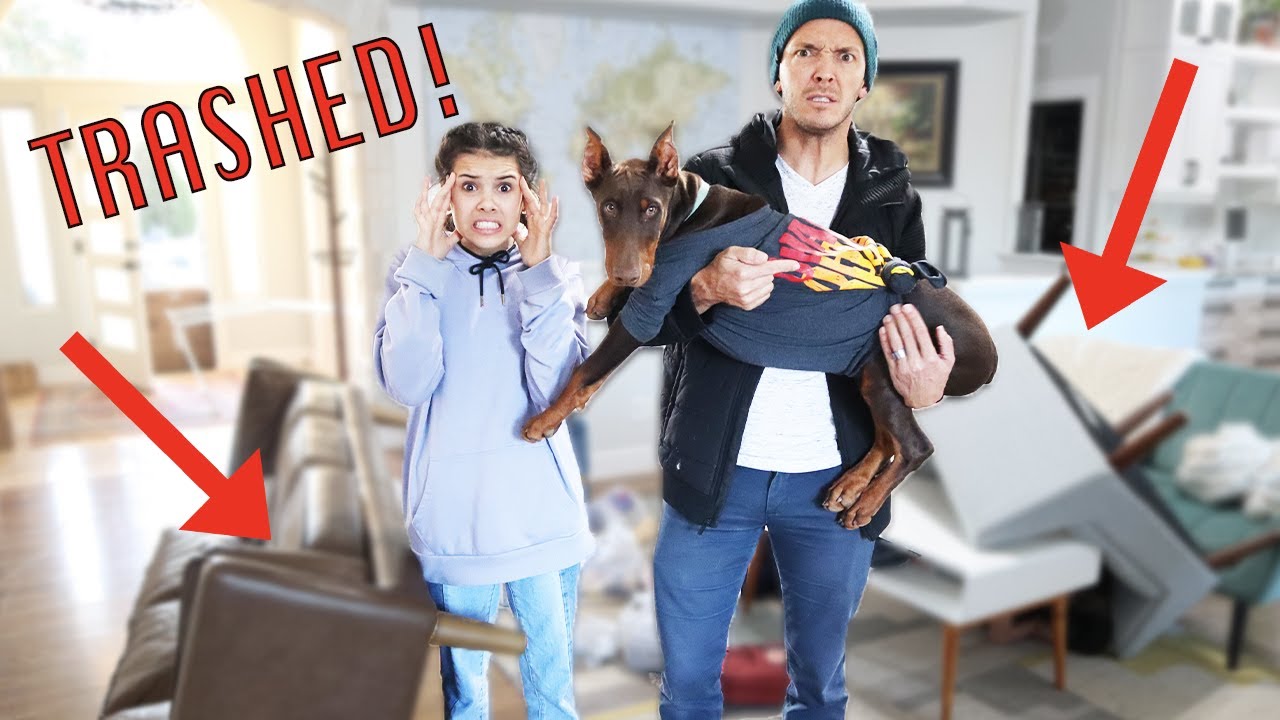 THEY trashed our house!!   what did they do to the dogs?