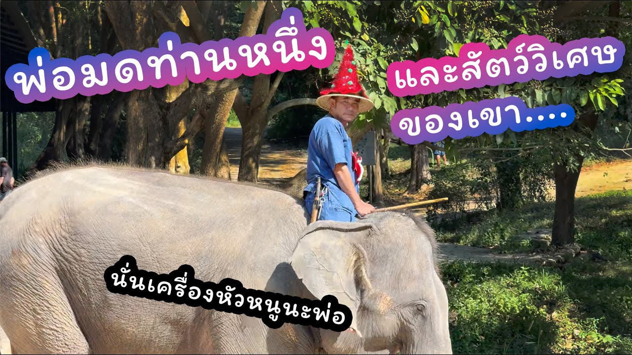 ตามติดชีวิตช้าง Daily Live 12 ธ.ค. 2567 แอดก๋อ แอดกระตุ่ย การันตีความโบ๊ะบ๊ะ