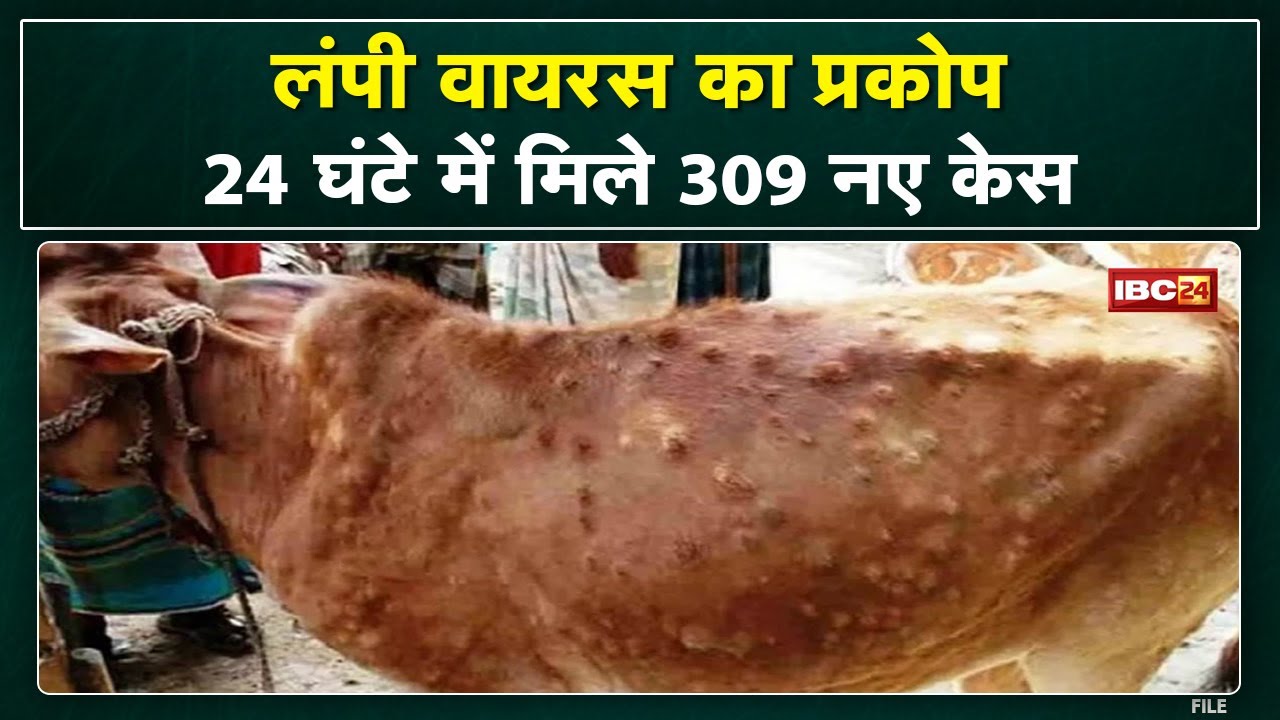 Lumpy Virus in Gwalior : ग्वालियर में लंपी वायरस से 6 गायों की मौत, 309 बीमार