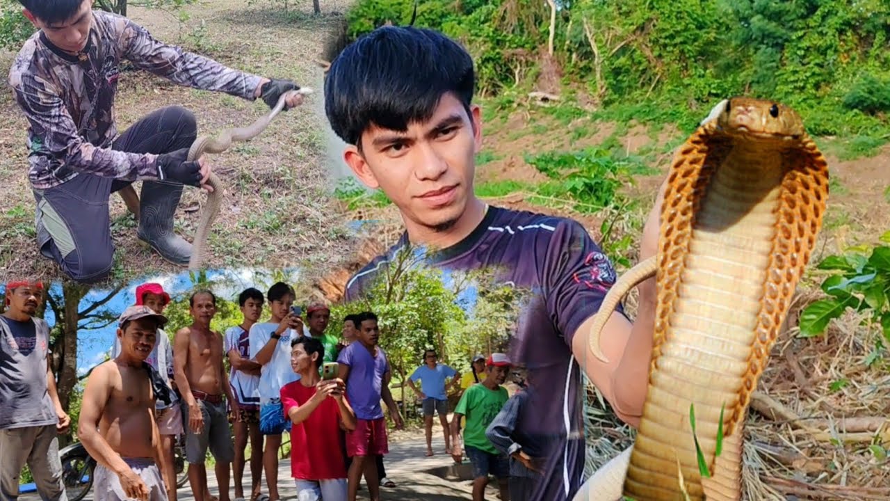KING COBRA AT COBRA RESCUE COMPILATION #cobraprince