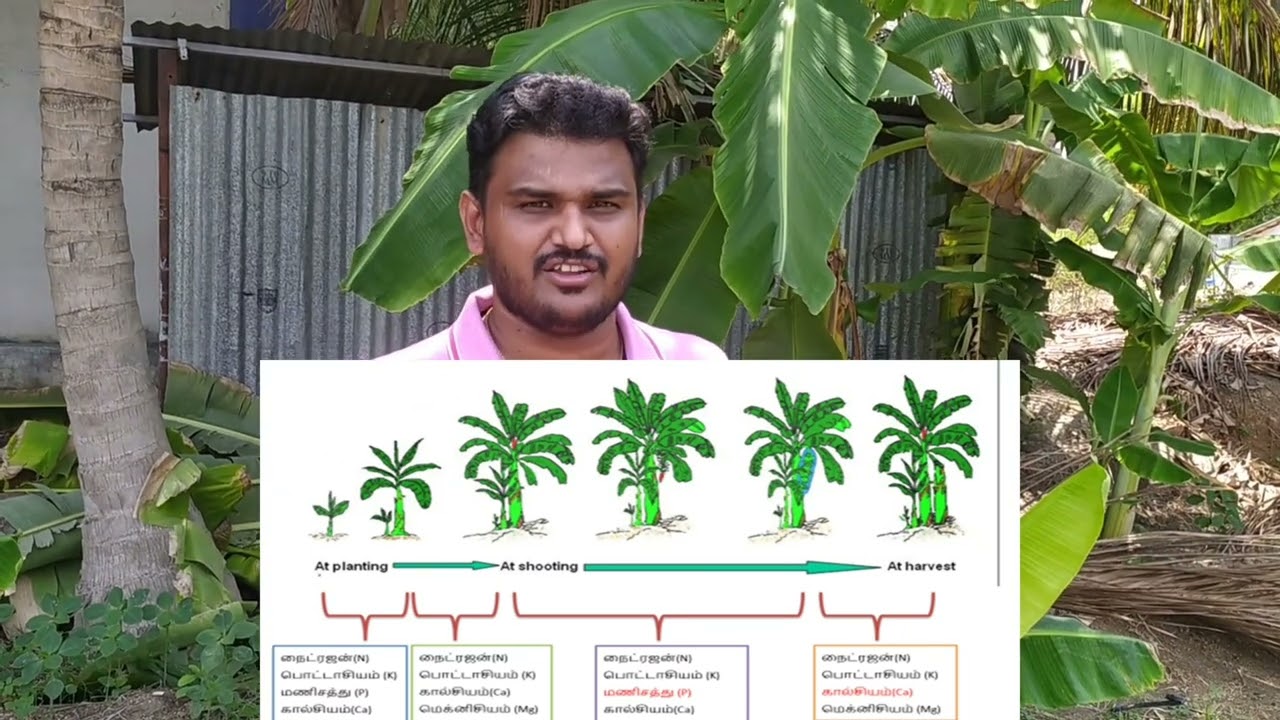 Banana -Top 2 Bottom Fertilizer schedule- Part 1