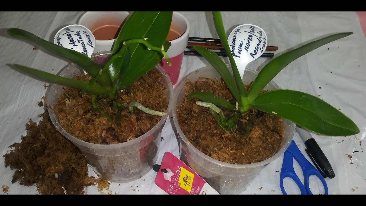 👉 MUSGO SPHAGNUM👈 /USE SPHAGNUM  MOSS WITH ORCHIDS🌸SIEMBRA DE 2 MINI  ORQUIDEAS PHALAENOPSIS 👍