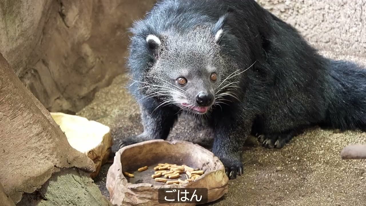 [ビントロング]ダムとシャロン_午前[那須どうぶつ王国-2025.11.18]