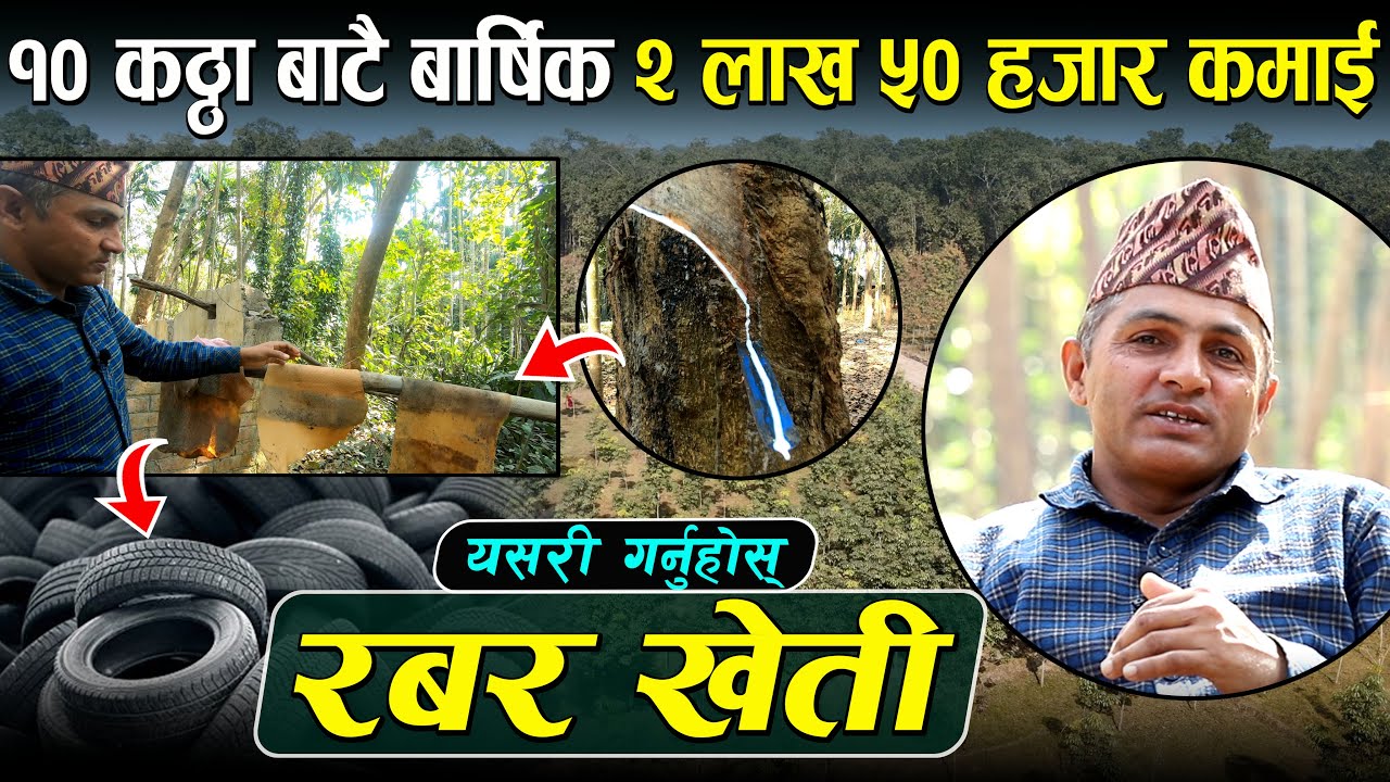 १० कठ्ठाबाटै लाखौँ कमाई हुने व्यावसायिक रबर खेती || Rubber Farming in Nepal || Wave Nepal