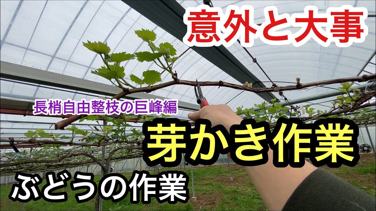 「ぶどうの作業」巨峰の芽かき作業！意外と重要です！無剪定の芽かきも紹介。