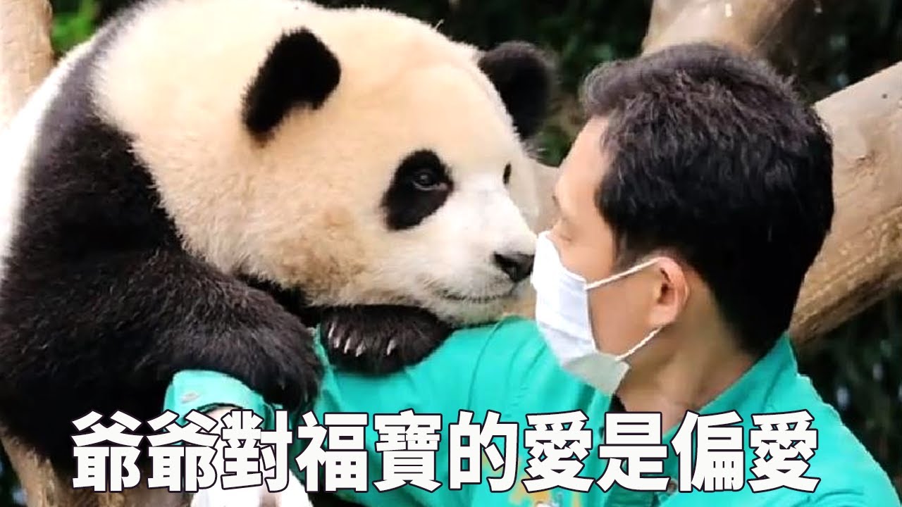 爺爺福寶太寵溺啦，福寶是愛中長大的，爺爺對福寶真是愛不釋手呀【有趣的喵哇】
