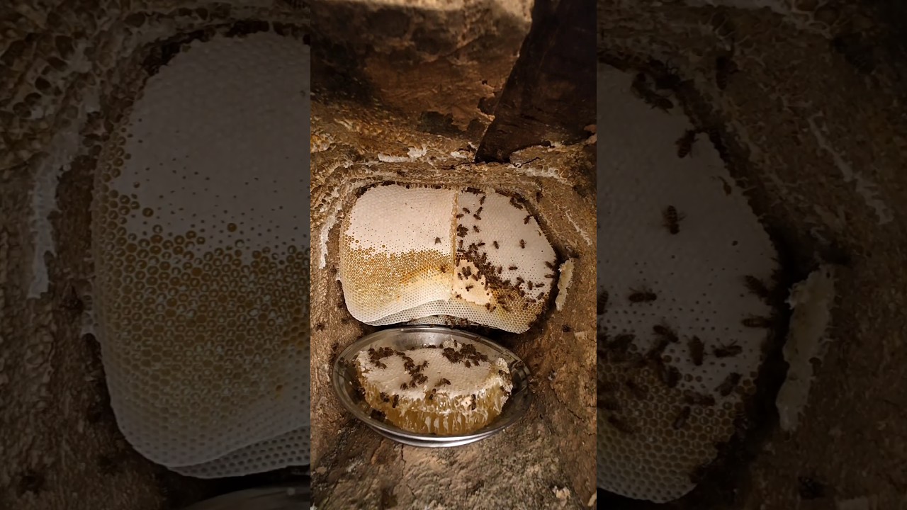 Bee hunting and honey harvesting in the wild 🐝🍯 || Mountain man survival skills || Wild bees honey
