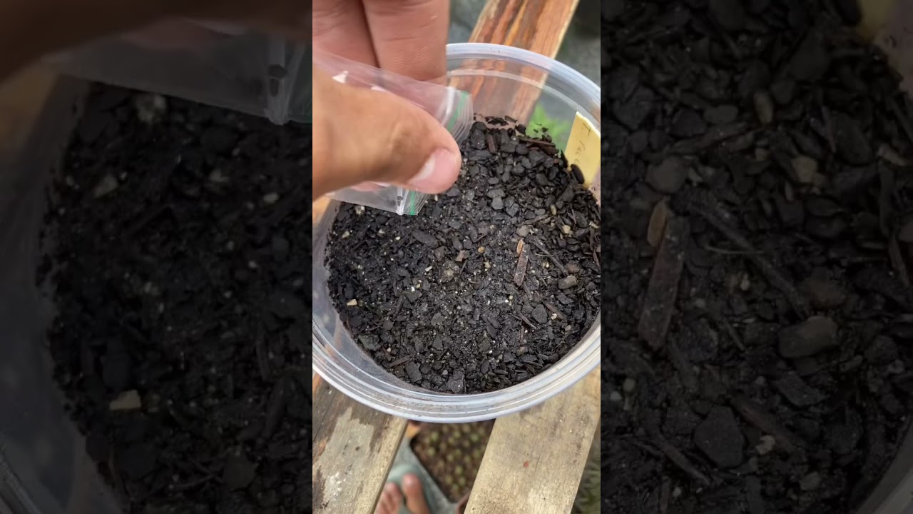 APRENDA A FAZER UMA SEMENTEIRA DE CACTOS
