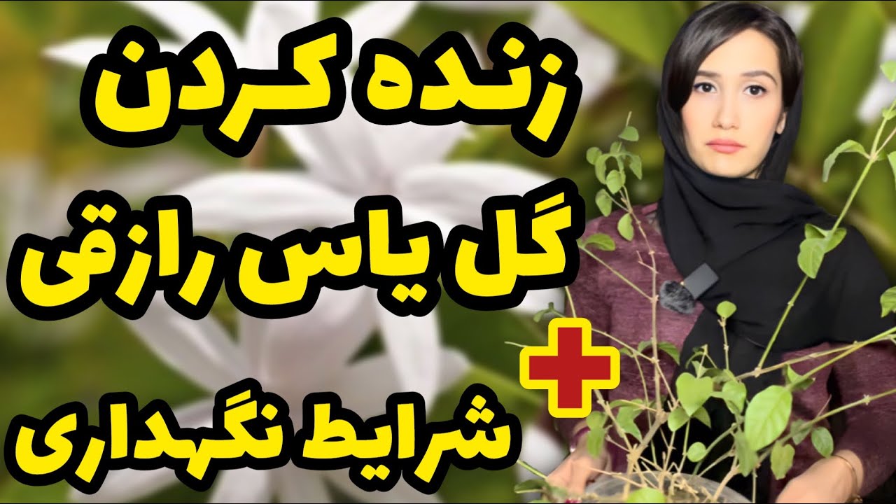 زنده کردن گل یاس رازقی 😍| روش نگهداری گل یاس رازقی| گل یاس خوش بو ترین گیاه فضای باز😎|