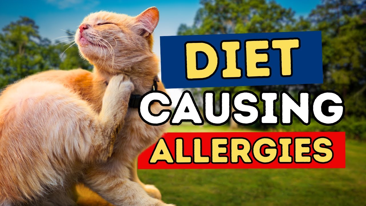 Food Allergies in Dogs and Cats: Are You Feeding Your Pet the Wrong Food?