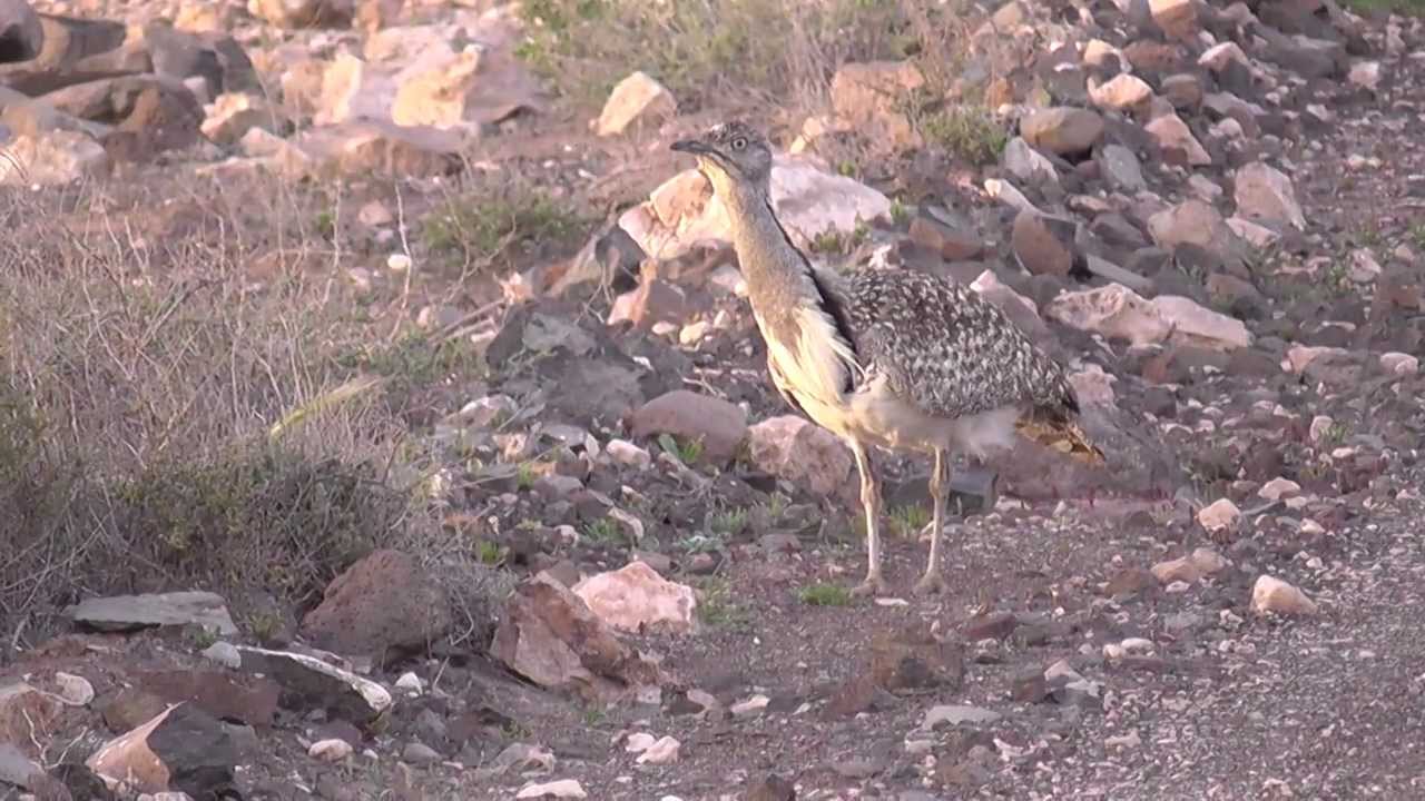 Kragentrappen  auf Fuerteventura -Kurzversion-  Outarde Houbara Bustards