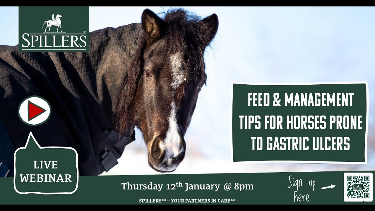 Feed & management tips for horses prone to gastric ulcers: WEBINAR Recording