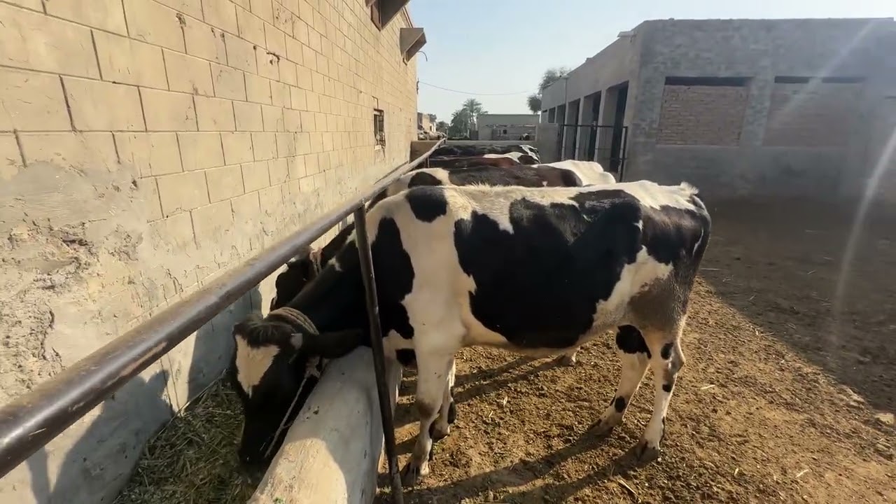 Heifer Farming in Pakistan | Bacheri farming in Pakistan #heiferfarming #heifersforsale #heifer 
