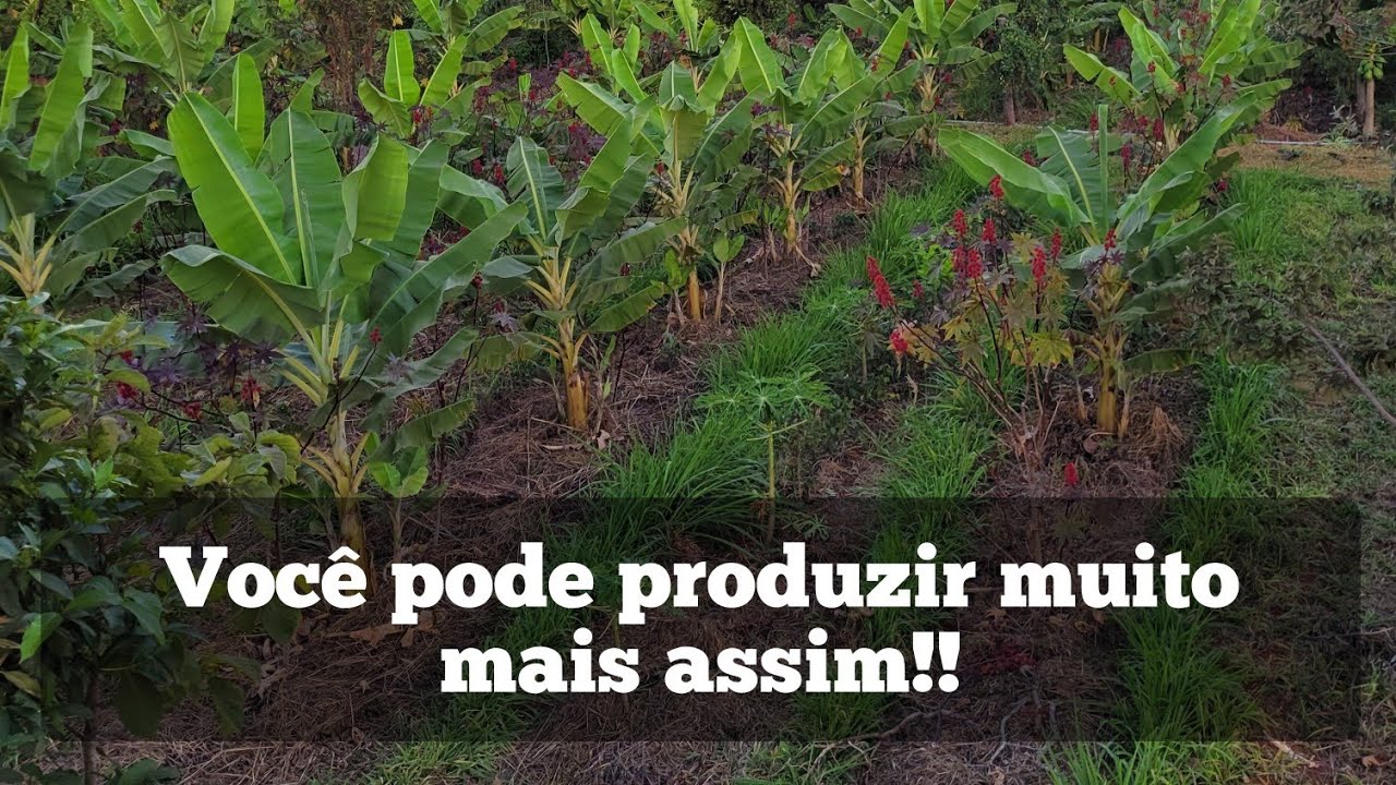 Sucessão na agrofloresta!!