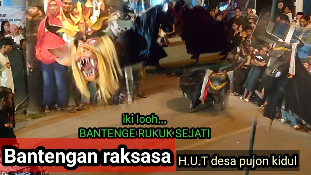 BANTENGAN RAKSASA BESAR RUKUN SEJATI(sebaluh) .live pujon kidul
