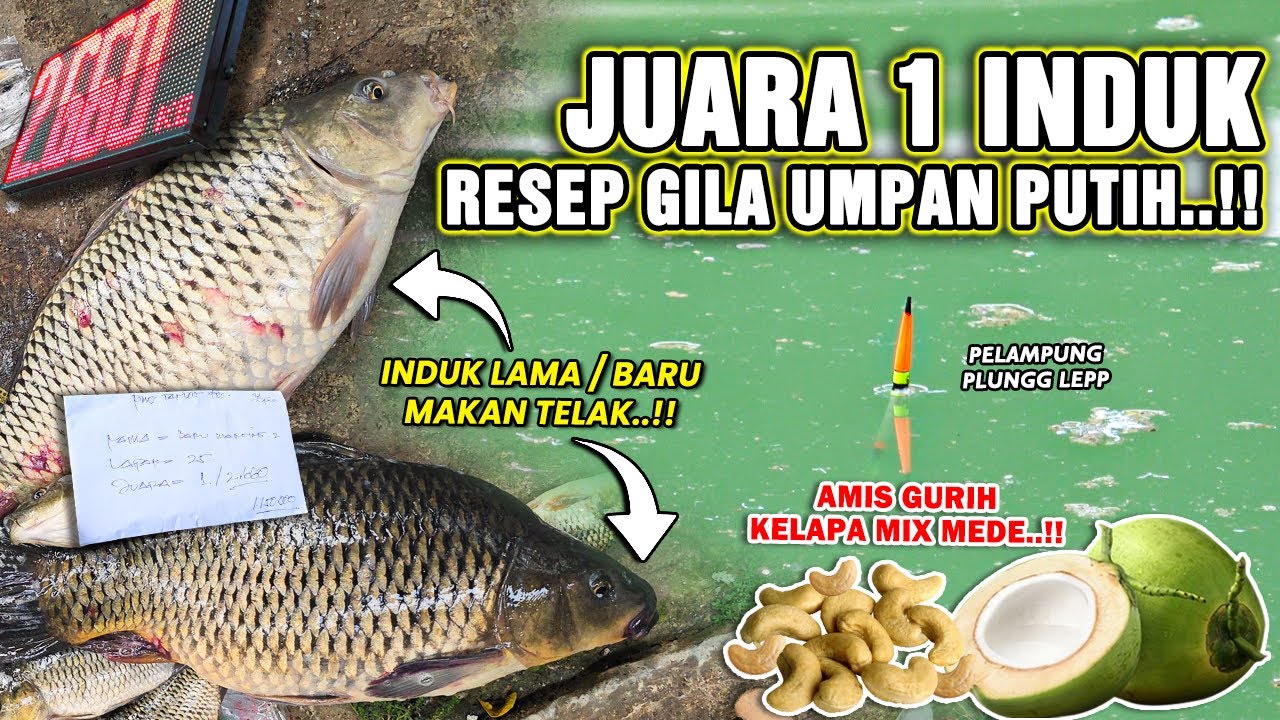 RESEP TERGILA UMPAN PUTIH KELAPA ❗❗ JUARA 1 INDUK TERBERAT SIKAT 2 EKOR INDUK MAKAN TELAK ❗❗