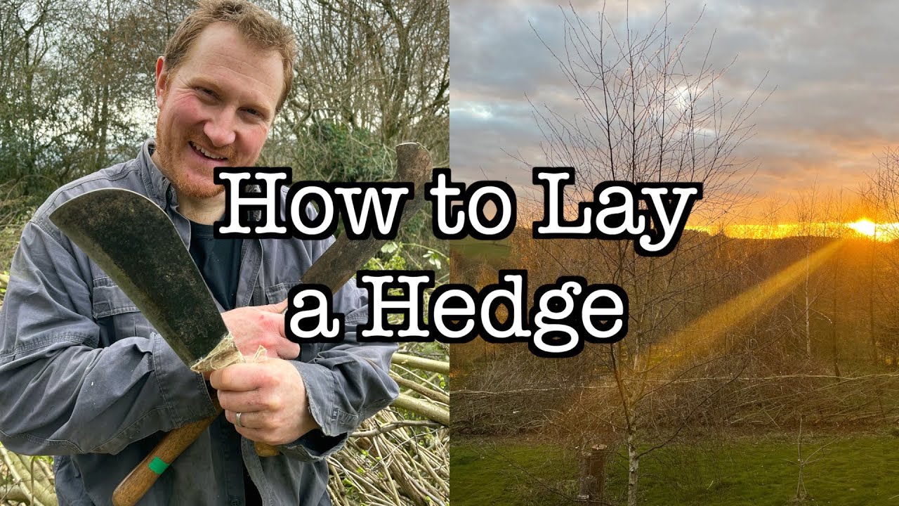 How to Lay a Hedge