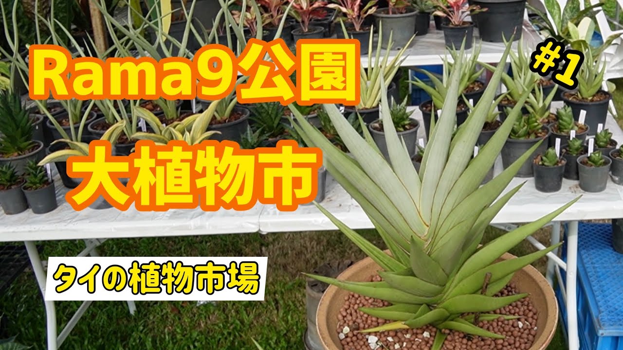 【タイの植物市場】#1 Rama9公園、年に1度の大植物市！！！(前半)