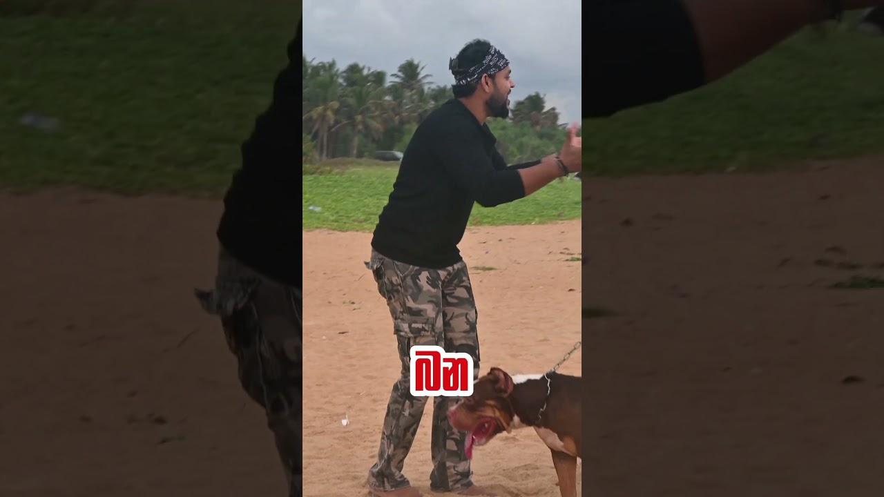 Sugar Lips ගේ බල්ලෝ Ash ව කන්න පැන්නා !? #pets #sugarlips #pettalk