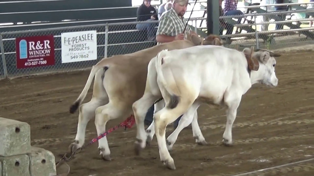 Ox Pulling At The Fair #2