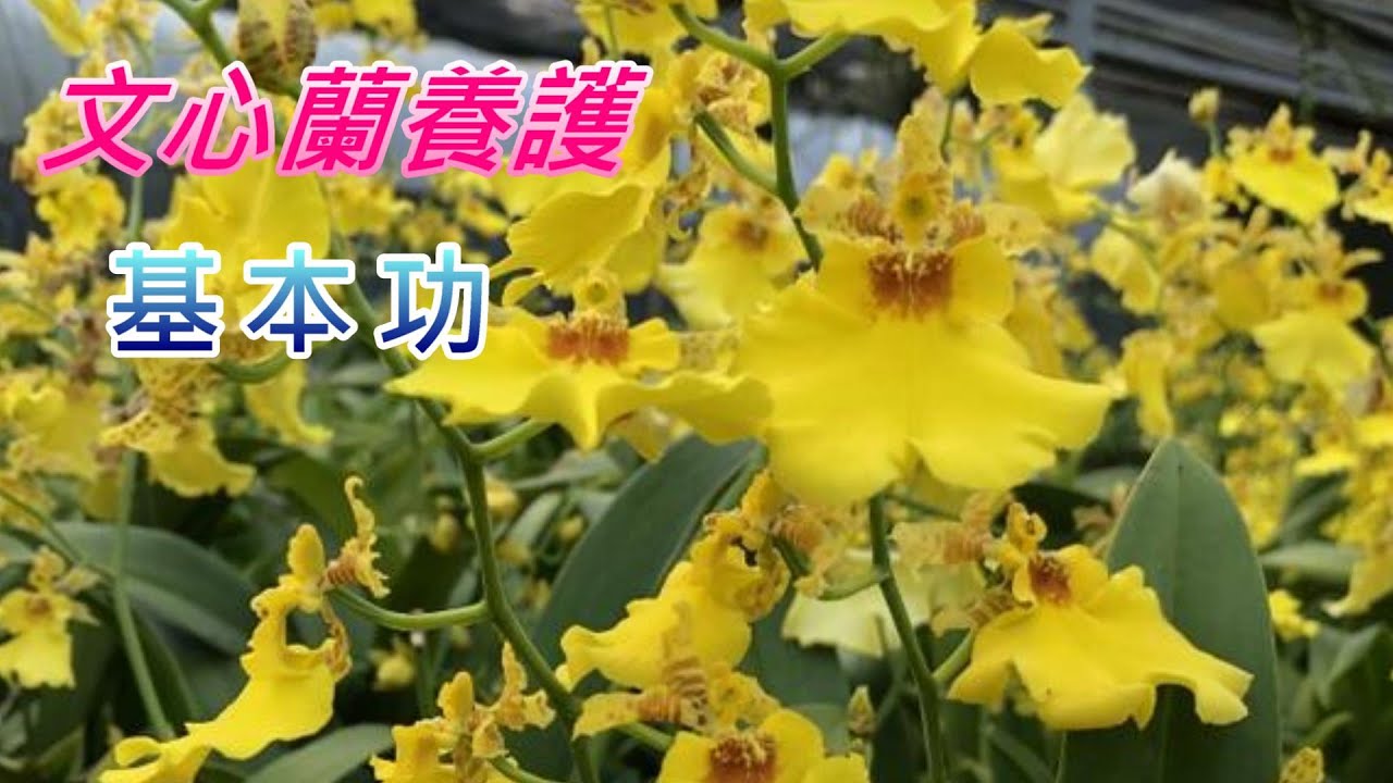【犀利小農莊52】2024/05/18文心蘭屬(Oncidium)可適熱環境，而與近緣屬堇花蘭(Miltonia)、齒舌蘭(Odontoglossum)或是蜘蛛蘭(Brassia)的雜交後代則不耐熱