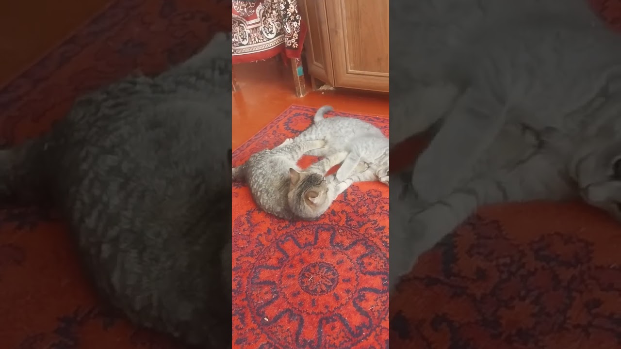 Граюсь з котами I play with cats.
